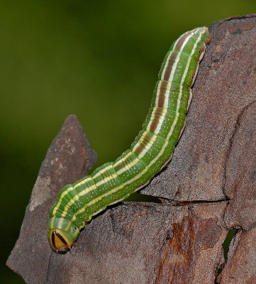 Southern Pine Sphinx Caterpillar (7816)