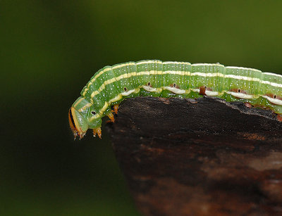 Southern Pine Sphinx Caterpillar (7816)