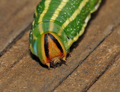 Southern Pine Sphinx Caterpillar (7816)