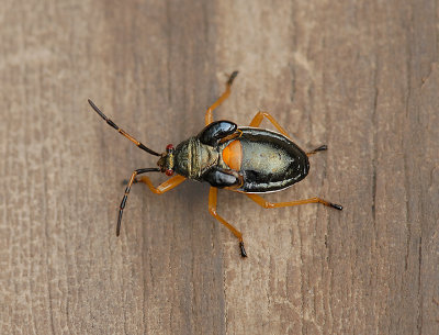 Bordered Plant Bug Nymph