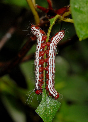 Azalea Caterpillar Moth Larva (7905)