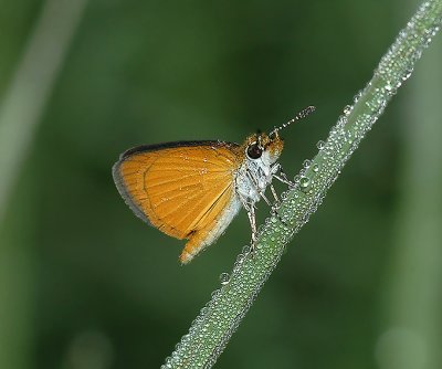Least Skipper