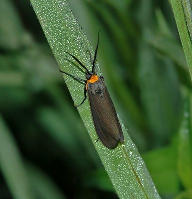 Yellow-collared Scape Moth (8267)