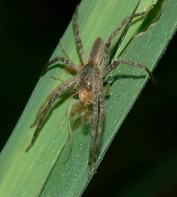 Nursery Web Spider