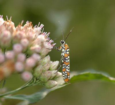 Ailanthus Webworm Moth (2401)