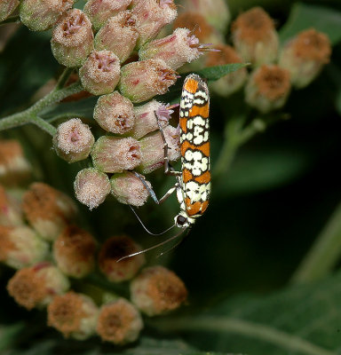 Ailanthus Webworm Moth (2401)