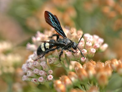 Digger Wasp