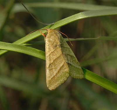 Subflexus Straw Moth (11070)