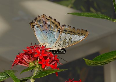 Malaysian Blue Clipper