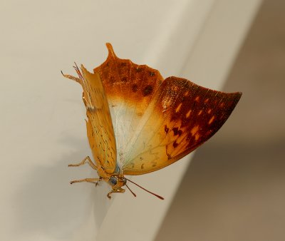 Mountain Pearl Charaxes