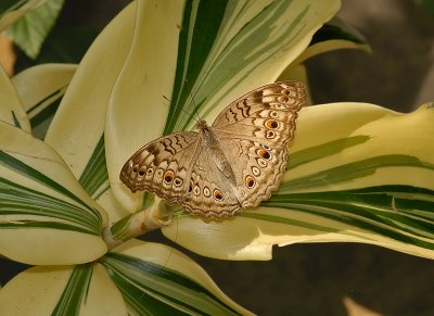 Gray Pansy