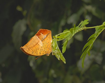 Mountain Pearl Charaxes