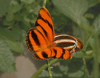 Banded Orange Pair