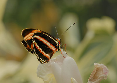 Banded Orange