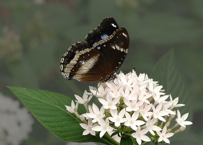 Danaid Eggfly