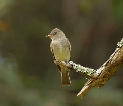 Eastern Wood Pewee