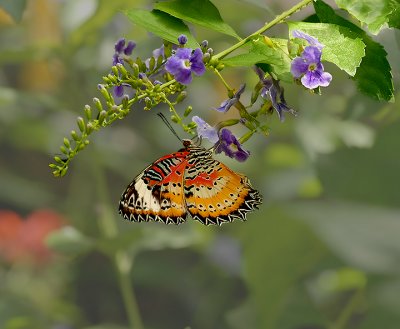 Leopard Lacewing