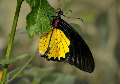 g6/52/363052/3/86026073.BTzVPrIT.jpg