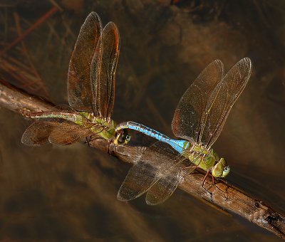 Common Green Darners