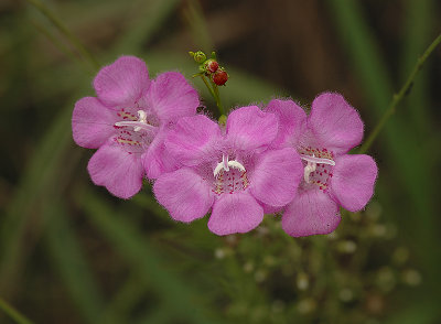 Agilinus Wildflower