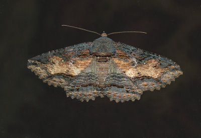 Lunate Zale Moth (8689)