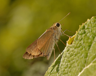 Eufala Skipper