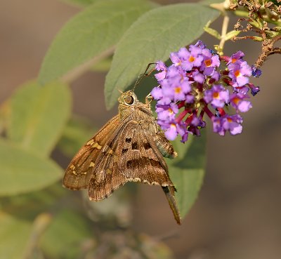 Long-tailed Skipper