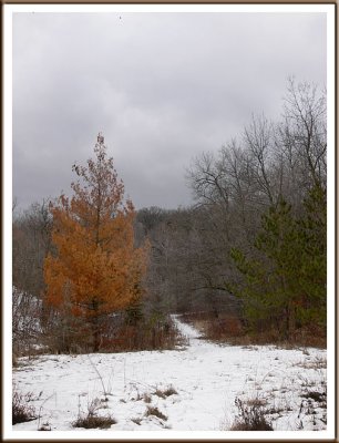 January 07 - Winter in the Woods