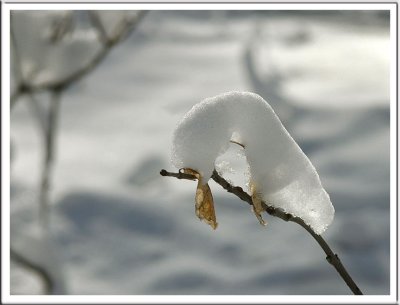January 16 - Snow Caterpillar