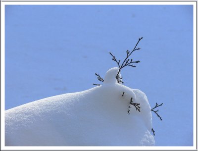 March 03 - Snow Blanket