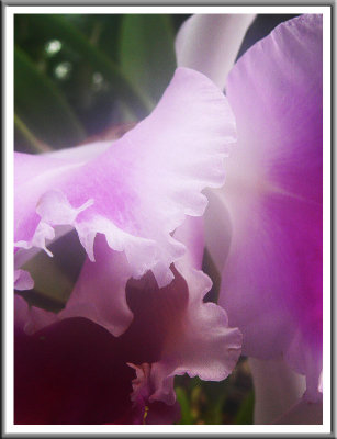 April 01 - Orchid