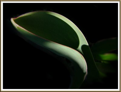 April 18 - Tulip Leaf