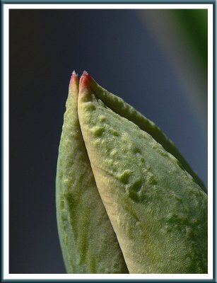 April 21 - Tulip