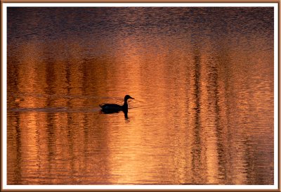 April 22 - Peeking Duck
