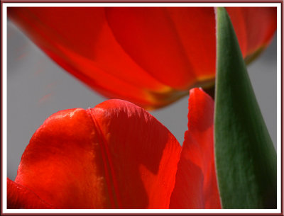 April 23 - Tulips