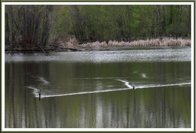 April 27 - Ducks in a Row