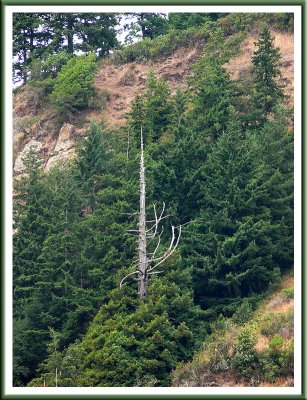 August 18 - Redwoods