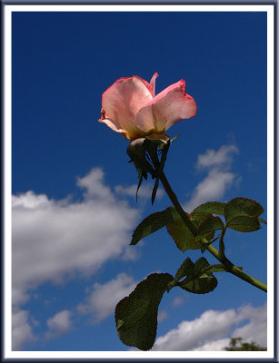 September 10 - The Last Rose of Summer