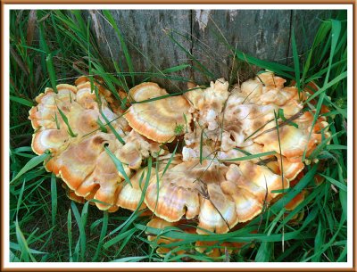 September 15 - A Fungus Among Us