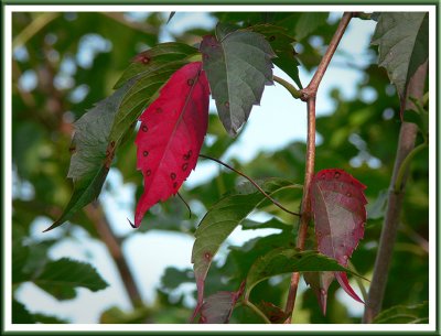 September 21 - First Blush