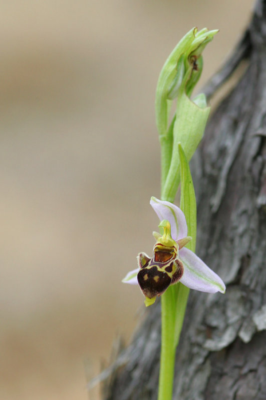 Ophrys scolopax