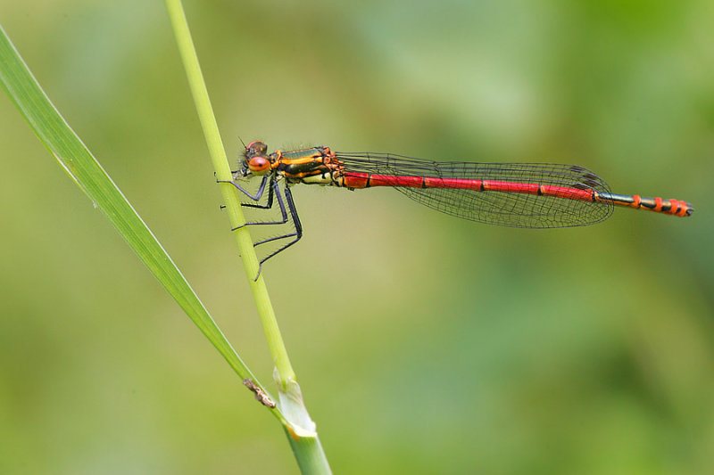 Damselfly