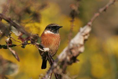 Stonechat