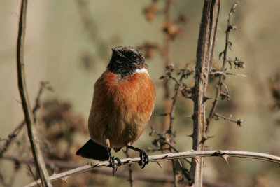 Stonechat