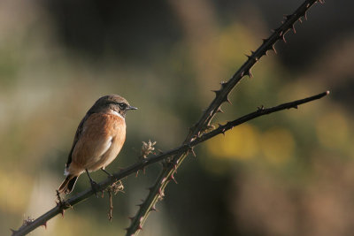 Stonechat