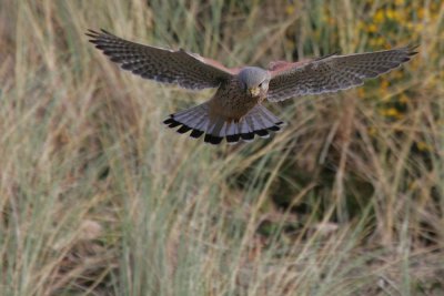 Kestrel