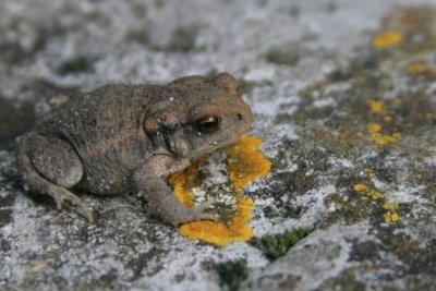Midwife toad (Alytes obstetricans)