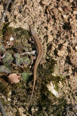 Wall lizard X3272A