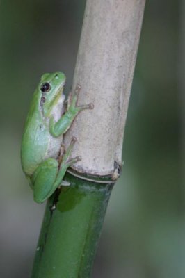 Stripeless treefrog X3486A