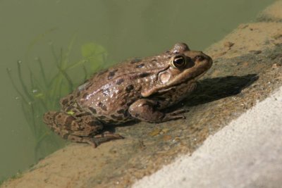 Graf's hybrid frog (Pelophylax kl. grafi)